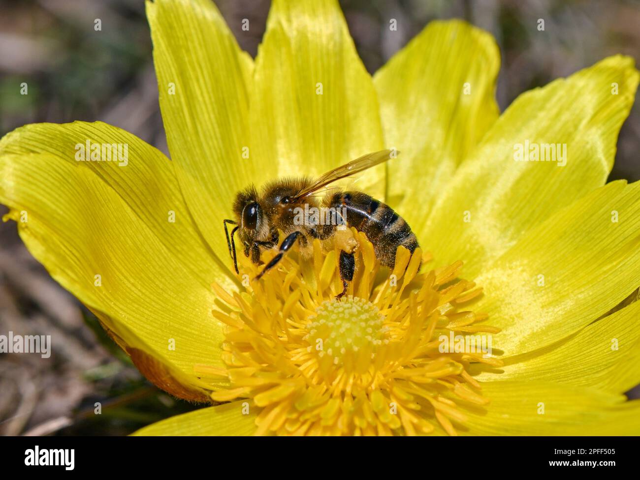16 March 2023, Brandenburg, Lebus: A bee searches for nectar and pollen on an Adonis rose flower on the Oder slope in the district of Märkisch-Oderland. The mild temperatures and warm sunshine of the last few days have led to the first Adonis anemones blooming. The area between Lebus on the Oder and Mallnow on the Oderbruch rim in East Brandenburg is one of the largest contiguous Adonis rose areas in Europe. In Brandenburg, these strictly protected species only occur on the Pontic slopes north of Frankfurt (Oder). For the poisonous flowers, the area was declared a Trockerasen nature reserve in Stock Photo