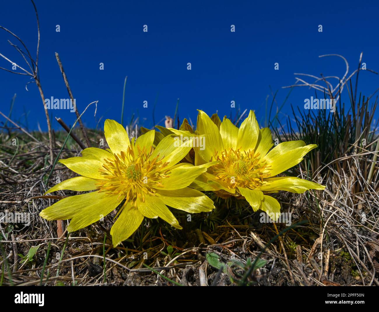 16 March 2023, Brandenburg, Lebus: Two Adonis florets bloom on the Oder slope in the district of Märkisch-Oderland. The mild temperatures and warm sunshine of the last few days have led to the first Adonis florets blooming. The area between Lebus on the Oder and Mallnow on the Oderbruch rim in East Brandenburg is one of the largest contiguous Adonis rose areas in Europe. In Brandenburg, these strictly protected species only occur on the Pontic slopes north of Frankfurt (Oder). For the poisonous flowers, the area was declared a Trockerasen nature reserve in 1984. Photo: Patrick Pleul/dpa Stock Photo