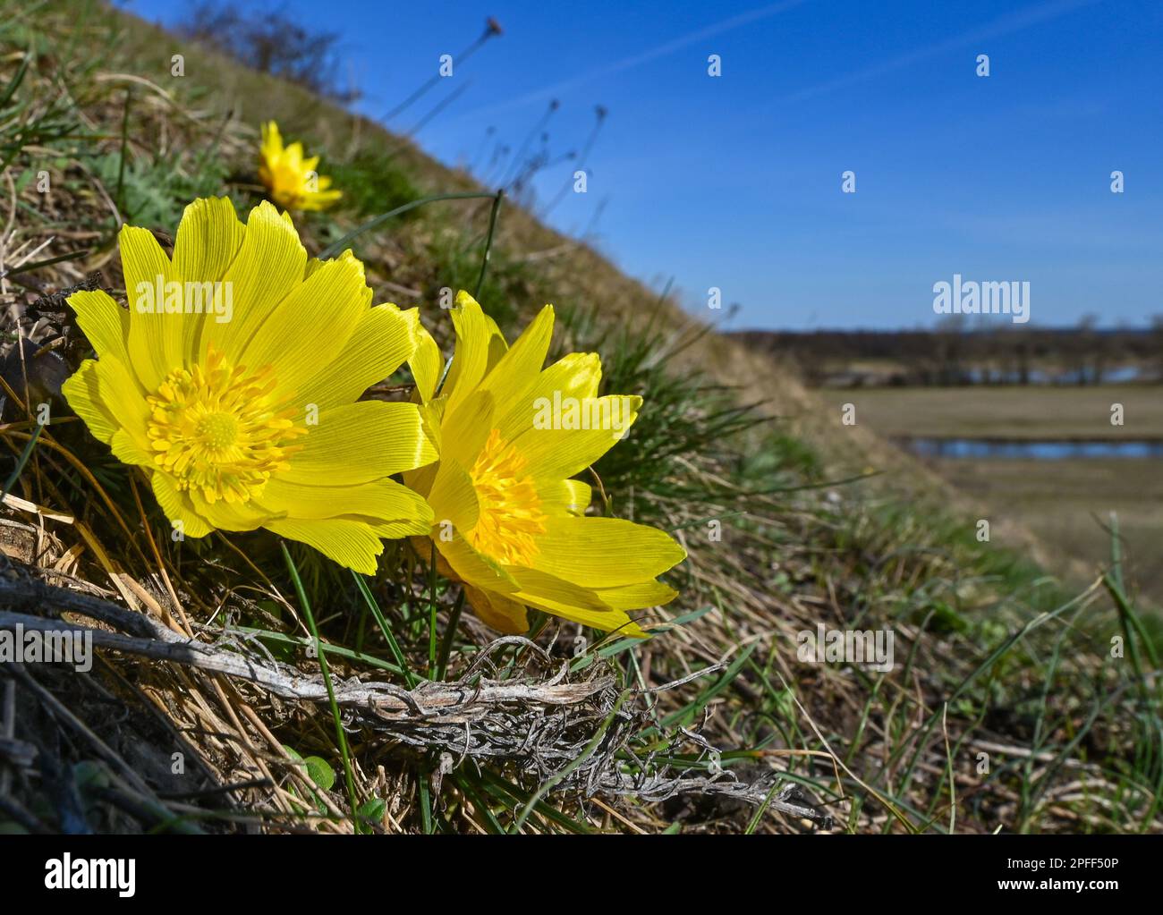 16 March 2023, Brandenburg, Lebus: Adonis florets bloom on the Oder slope in the district of Märkisch-Oderland. The mild temperatures and warm sunshine of the last few days have led to the first Adonis florets blooming. The area between Lebus on the Oder and Mallnow on the Oderbruch rim in East Brandenburg is one of the largest contiguous Adonis rose areas in Europe. In Brandenburg, these strictly protected species only occur on the Pontic slopes north of Frankfurt (Oder). For the poisonous flowers, the area was declared a Trockerasen nature reserve in 1984. Photo: Patrick Pleul/dpa Stock Photo