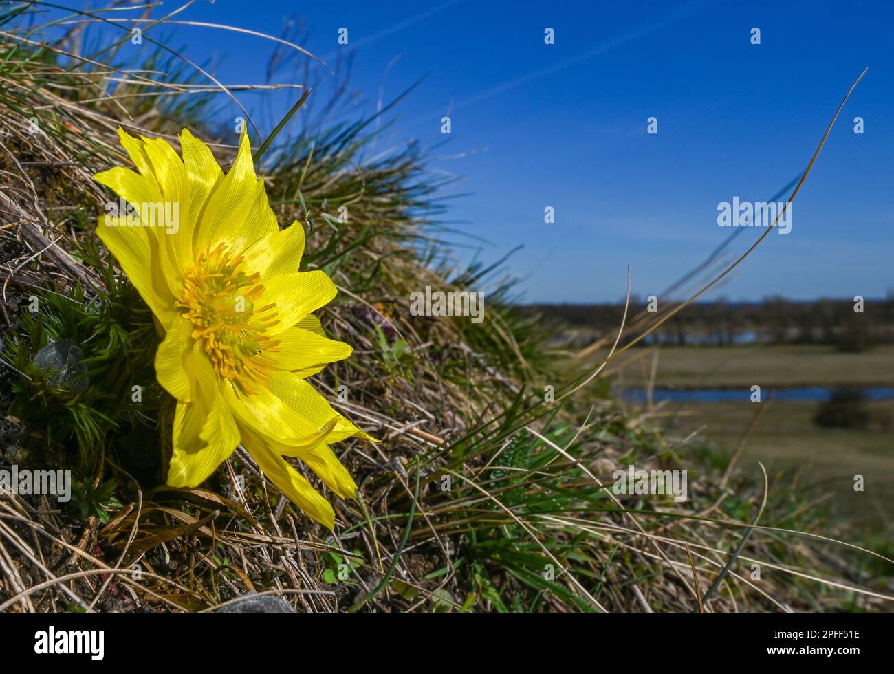 16 March 2023, Brandenburg, Lebus: An Adonis rose blooms on the Oder slope in the district of Märkisch-Oderland. The mild temperatures and warm sunshine of the last few days have led to the first Adonis florets blooming. The area between Lebus on the Oder and Mallnow on the Oderbruch rim in East Brandenburg is one of the largest contiguous Adonis rose areas in Europe. In Brandenburg, these strictly protected species only occur on the Pontic slopes north of Frankfurt (Oder). For the poisonous flowers, the area was declared a Trockerasen nature reserve in 1984. Photo: Patrick Pleul/dpa/ZB Stock Photo
