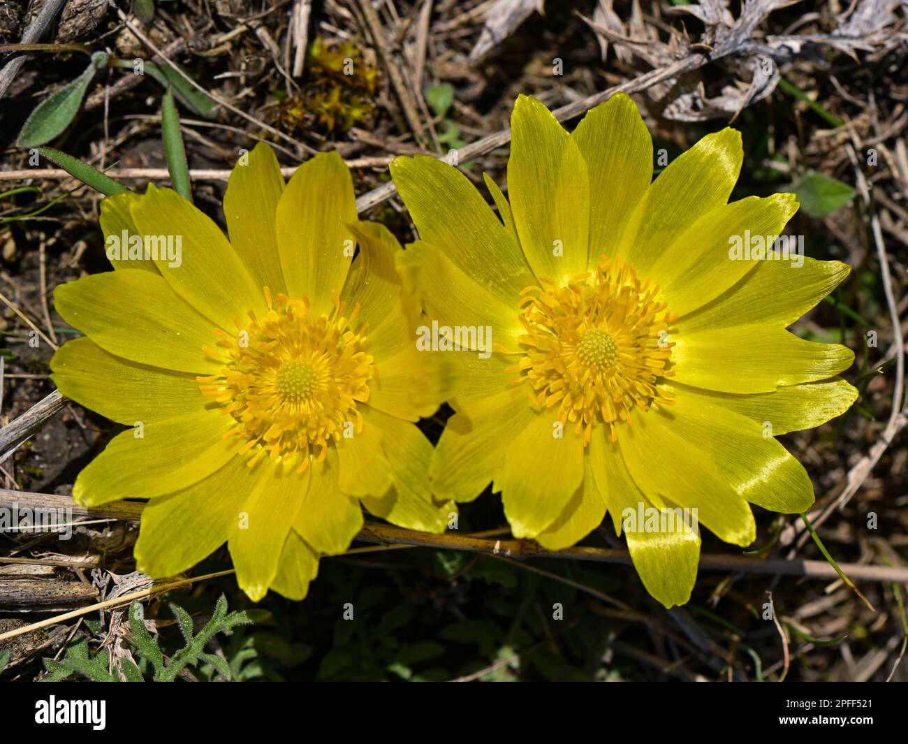16 March 2023, Brandenburg, Lebus: Two Adonis florets bloom on the Oder slope in the district of Märkisch-Oderland. The mild temperatures and warm sunshine of the last few days have led to the first Adonis florets blooming. The area between Lebus on the Oder and Mallnow on the Oderbruch rim in East Brandenburg is one of the largest contiguous Adonis rose areas in Europe. In Brandenburg, these strictly protected species only occur on the Pontic slopes north of Frankfurt (Oder). For the poisonous flowers, the area was declared a Trockerasen nature reserve in 1984. Photo: Patrick Pleul/dpa Stock Photo