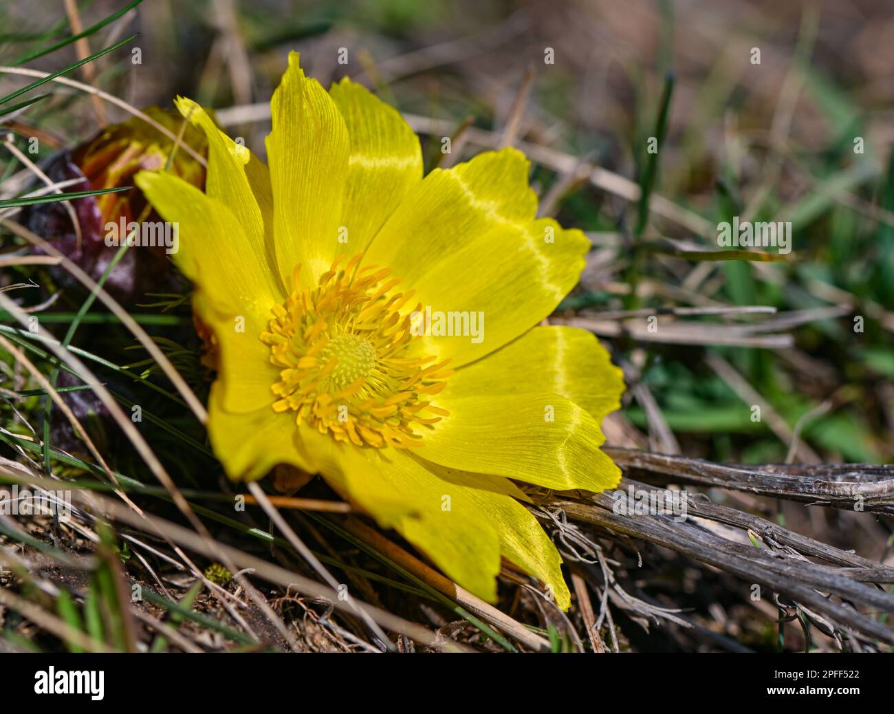 16 March 2023, Brandenburg, Lebus: An Adonis rose blooms on the Oder slope in the district of Märkisch-Oderland. The mild temperatures and warm sunshine of the last few days have led to the first Adonis florets blooming. The area between Lebus on the Oder and Mallnow on the Oderbruch rim in East Brandenburg is one of the largest contiguous Adonis rose areas in Europe. In Brandenburg, these strictly protected species only occur on the Pontic slopes north of Frankfurt (Oder). For the poisonous flowers, the area was declared a Trockerasen nature reserve in 1984. Photo: Patrick Pleul/dpa Stock Photo