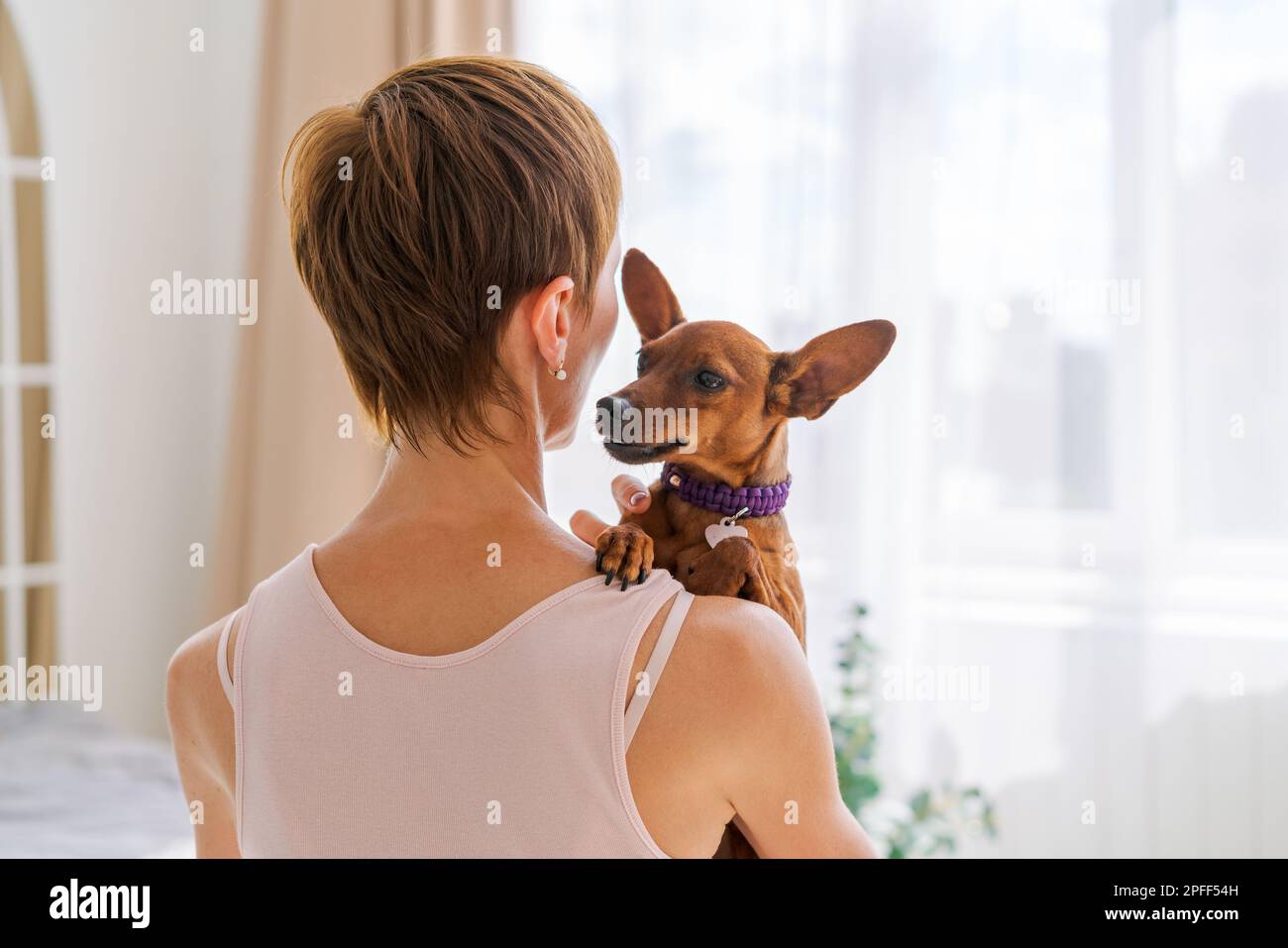 Woman hugs cute little dog lying in her arms at home. Close-up. Trust ...