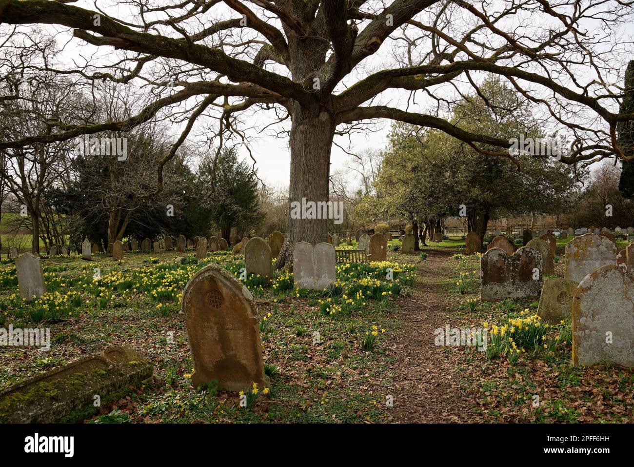 Daffodils in a graveyard. Tombstones and spring flowers. An English churchyard with daffodils in flower. Stock Photo
