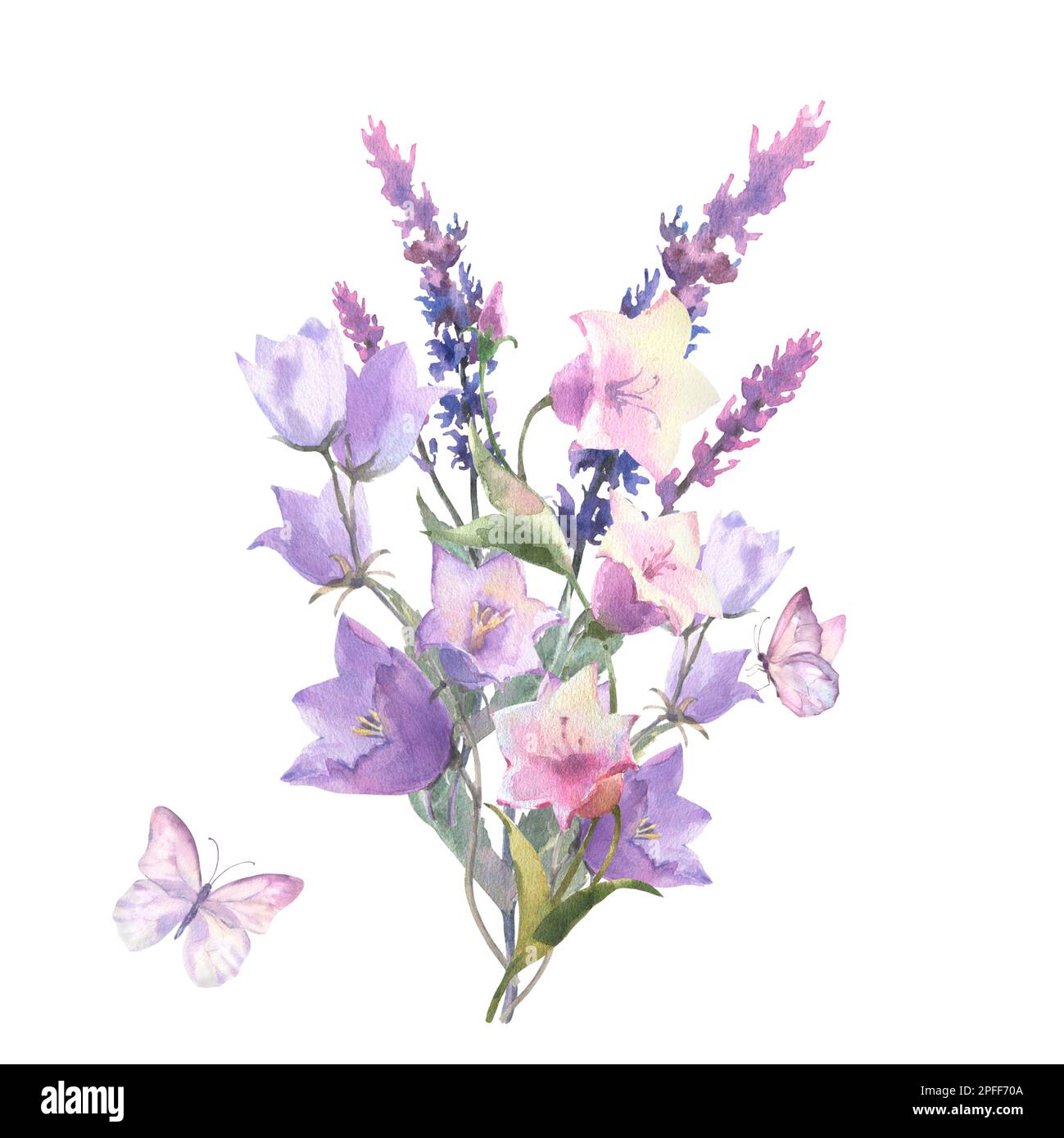 Watercolor botanical illustration, wild flowers bouquet with blue and pink Cornflower herb and and sage with violet butterflies, isolated on white bac Stock Photo