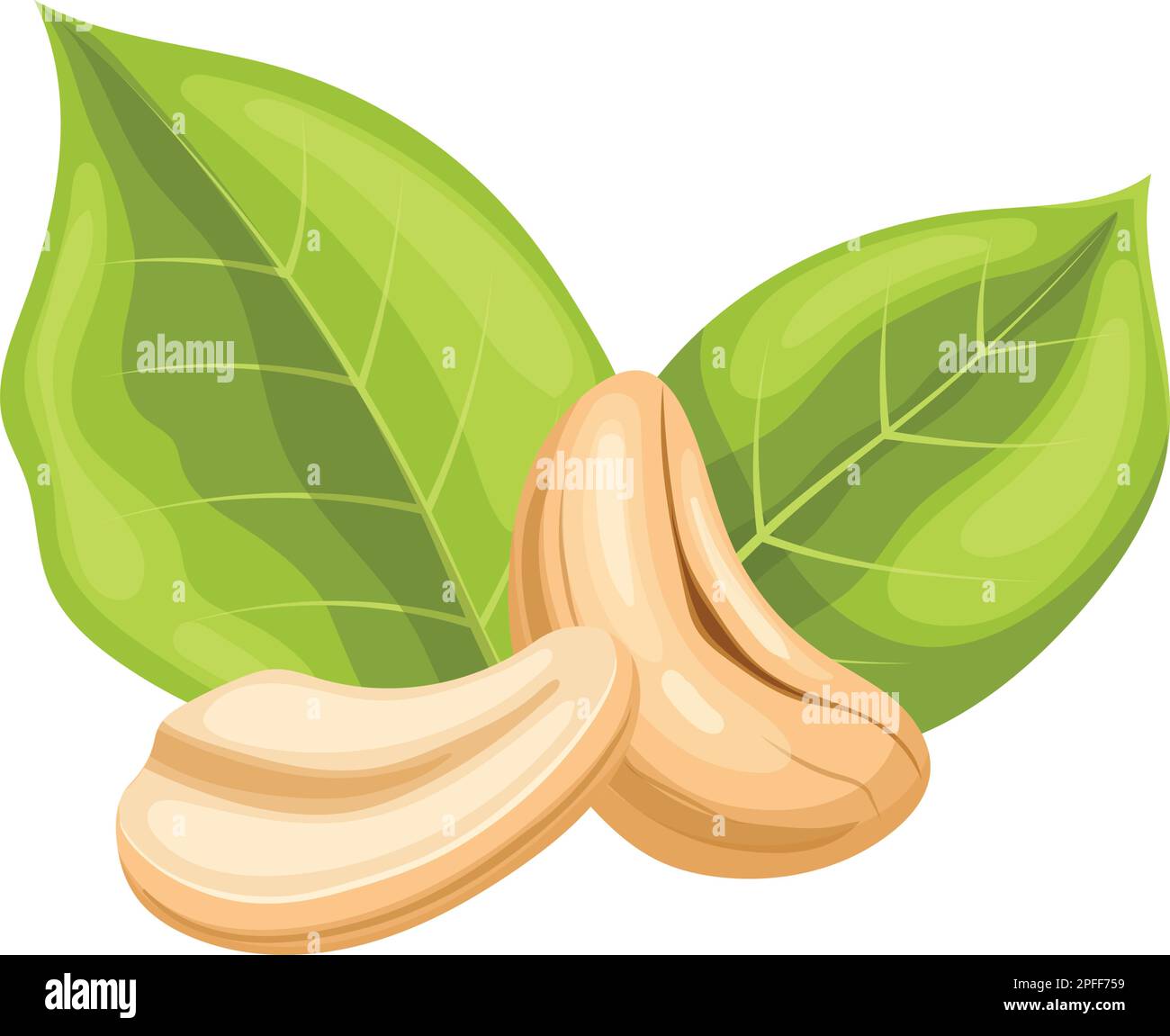 cashew nut food cartoon vector illustration Stock Vector Image & Art