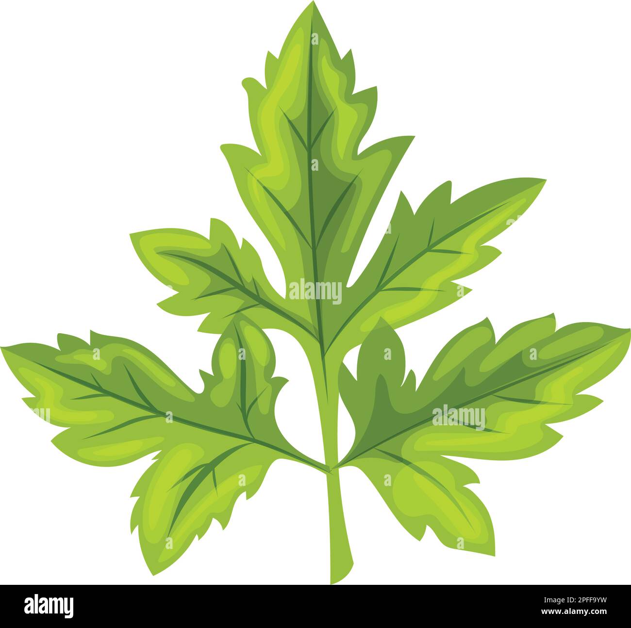 parsley leaf green cartoon vector illustration Stock Vector Image & Art