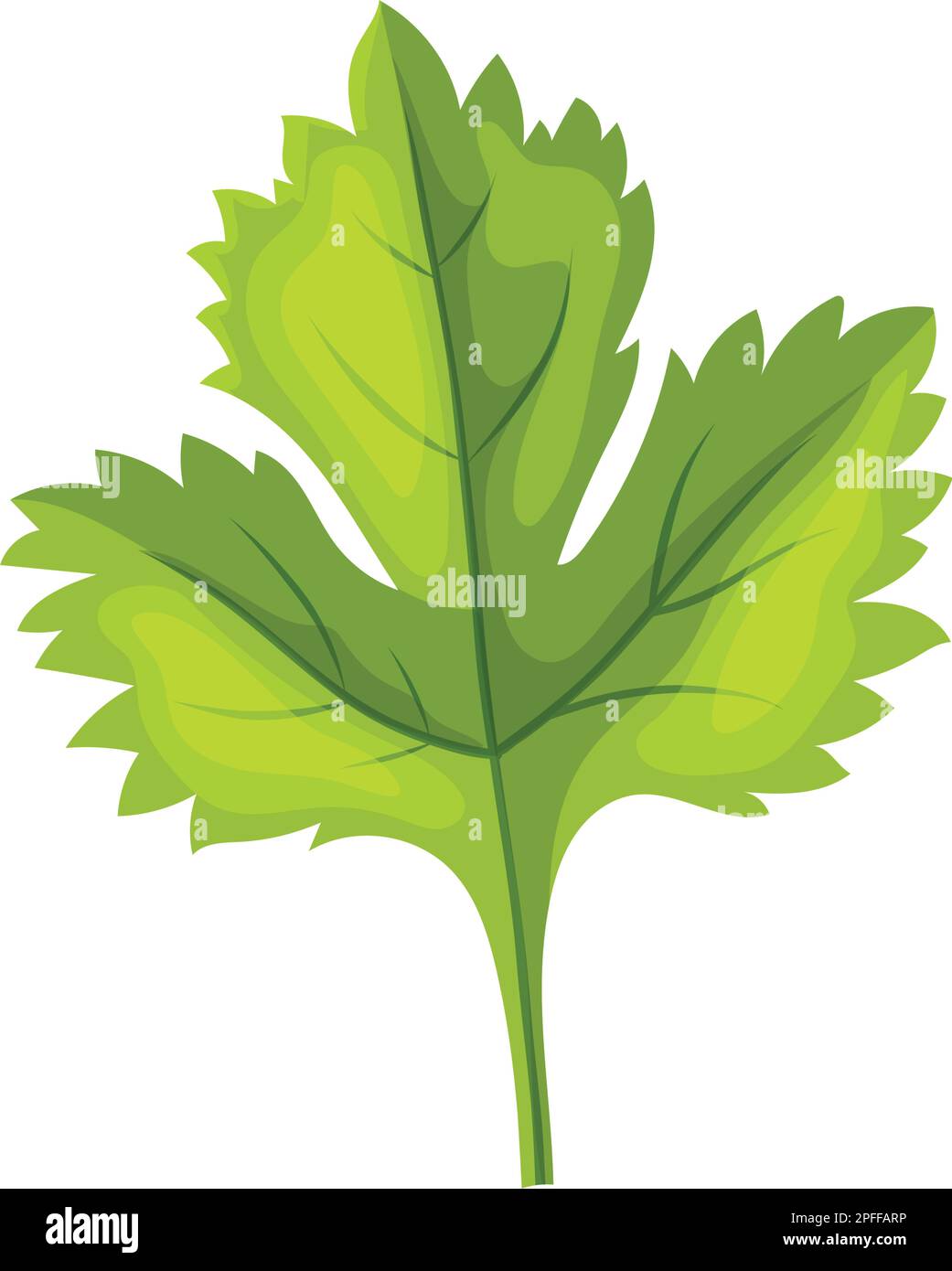 parsley leaf green cartoon vector illustration Stock Vector Image & Art