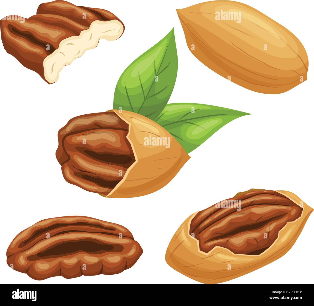 pecan nut set cartoon vector illustration Stock Vector Image & Art Alamy