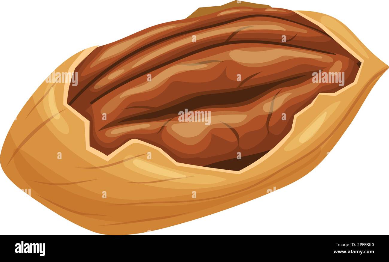 pecan nut food cartoon vector illustration Stock Vector Image & Art Alamy