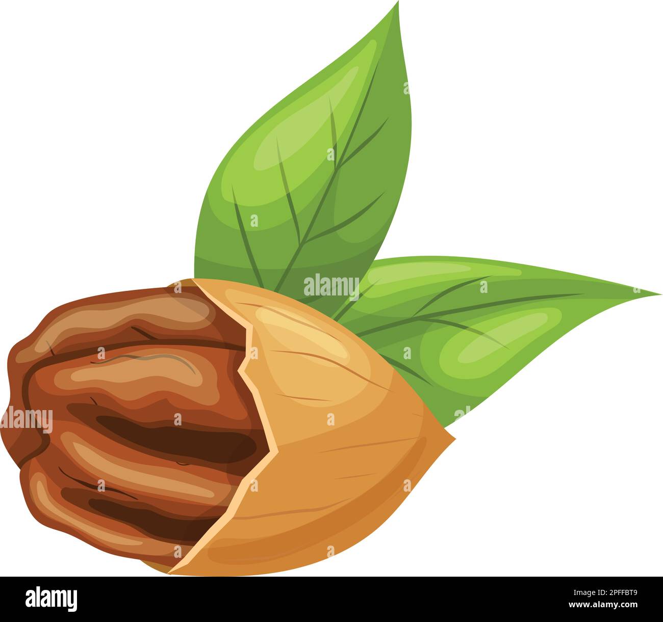 pecan nut food cartoon vector illustration Stock Vector Image & Art Alamy
