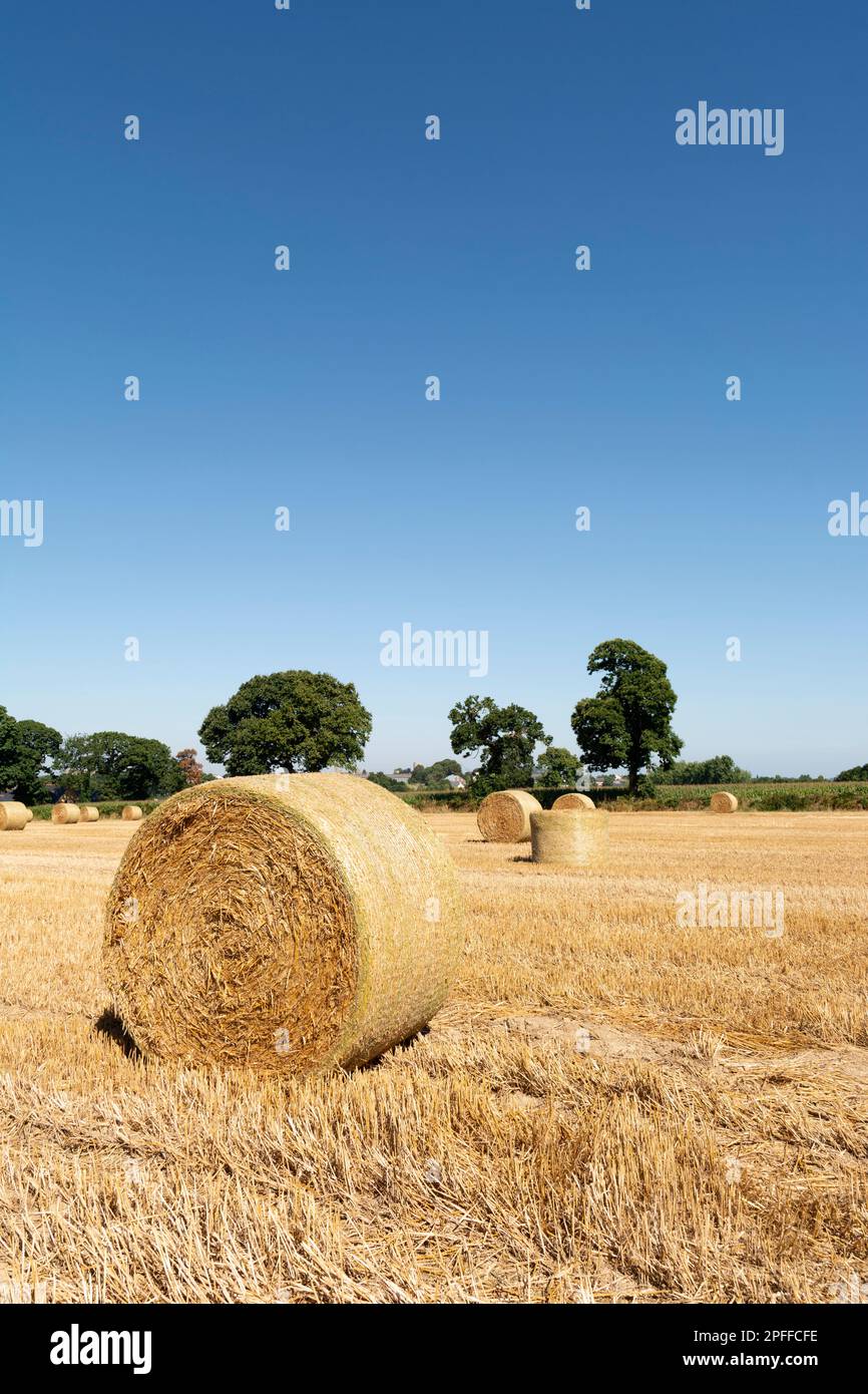 Straw round bales. Brittany. France Stock Photo - Alamy