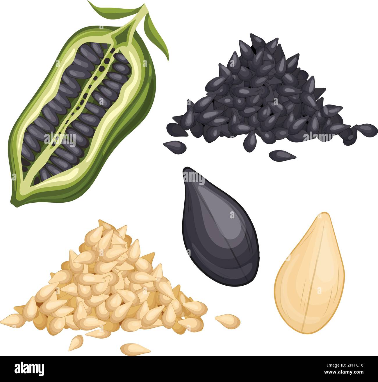 sesame seed food set cartoon vector illustration Stock Vector Image