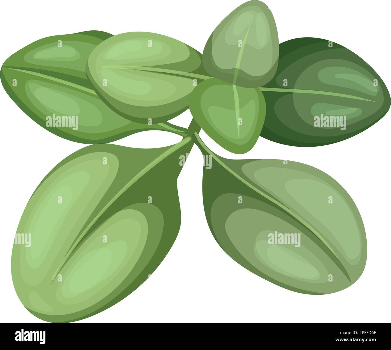 thyme green plant cartoon vector illustration Stock Vector Image & Art