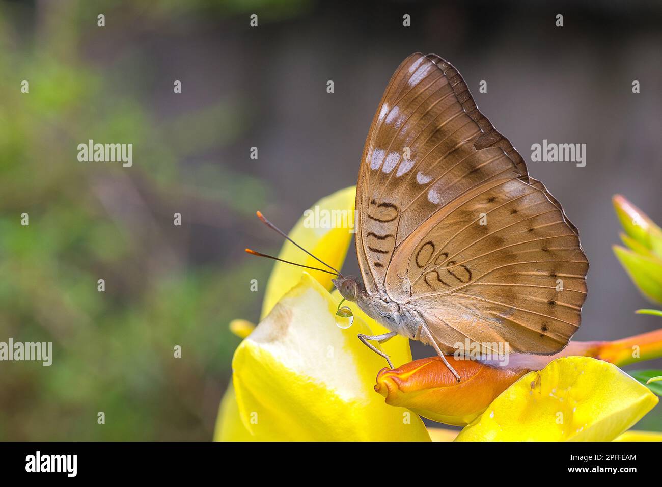 Close up of common baron butterfly, Euthalia aconthea, drinking water Stock Photo