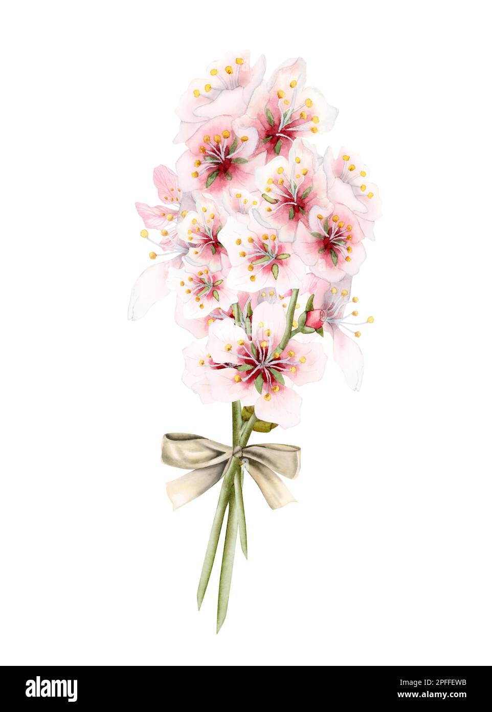 Almond flowers branches bouquet with gold ribbon bow. Watercolor white pink cherry blossom isolated on white background. Stock Photo