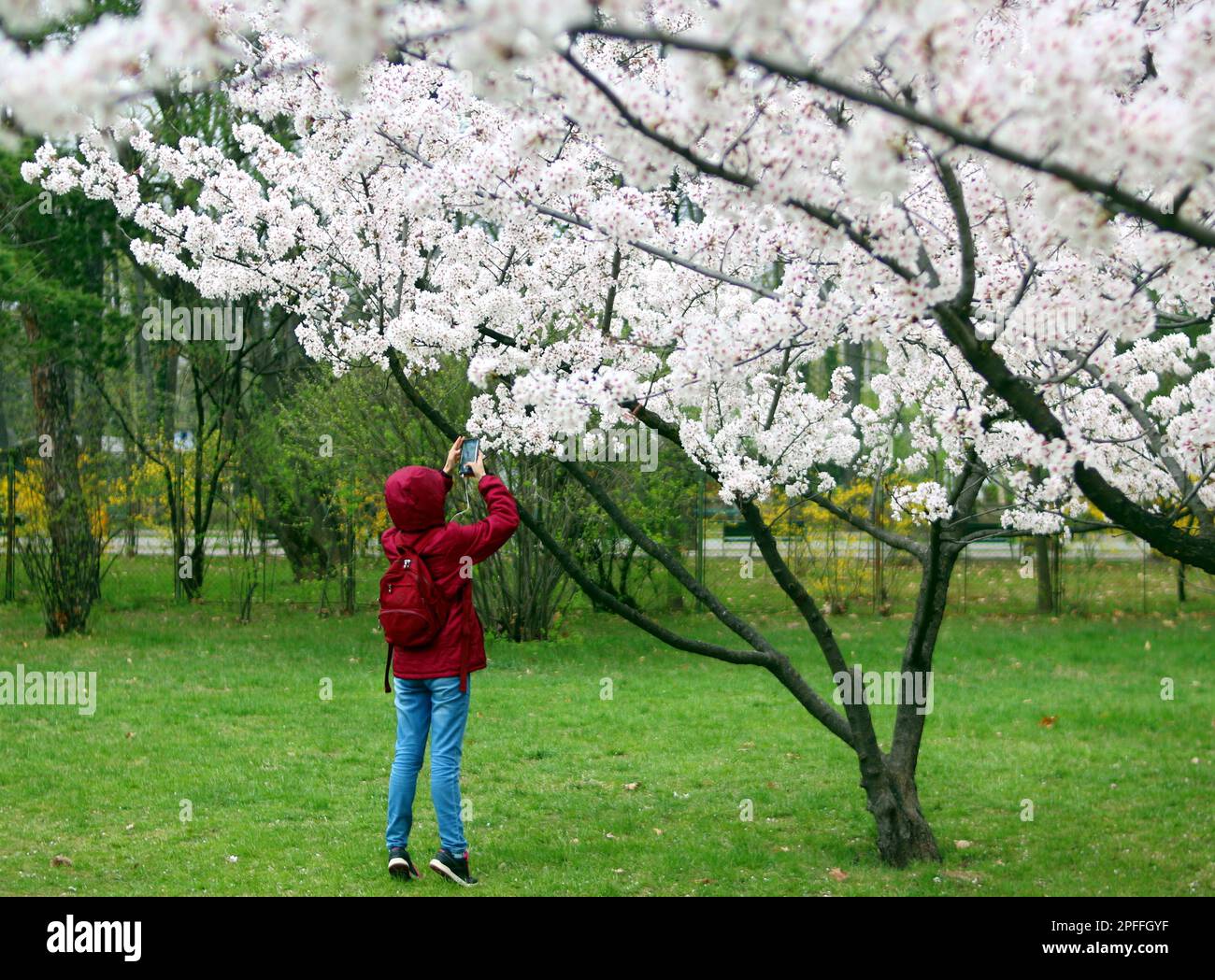 Sakura Japanese cherry blossoms in the Herastrau park in Bucharest