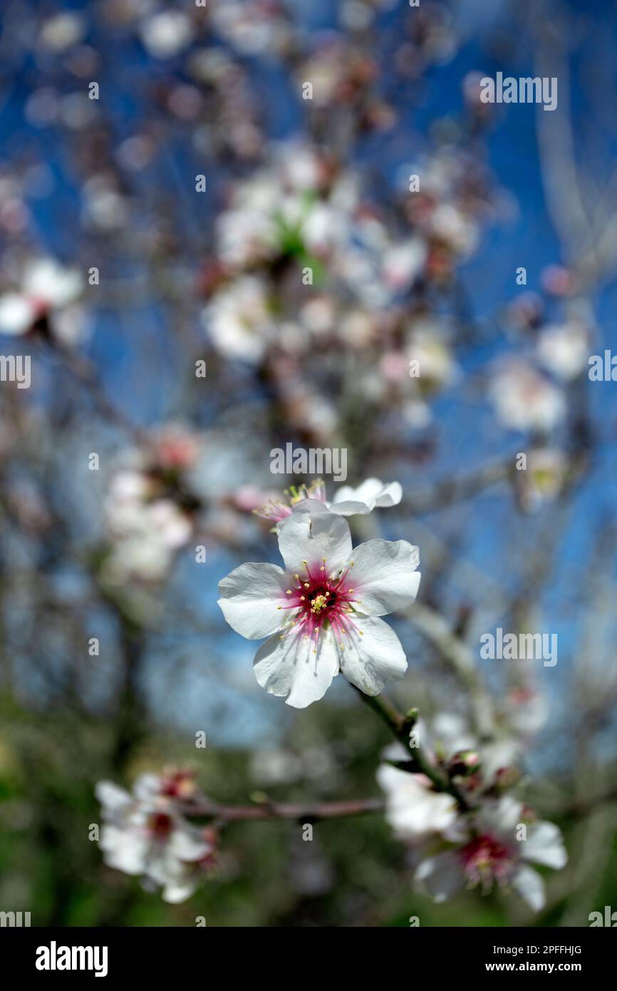 Almond tree in blossom Stock Photo