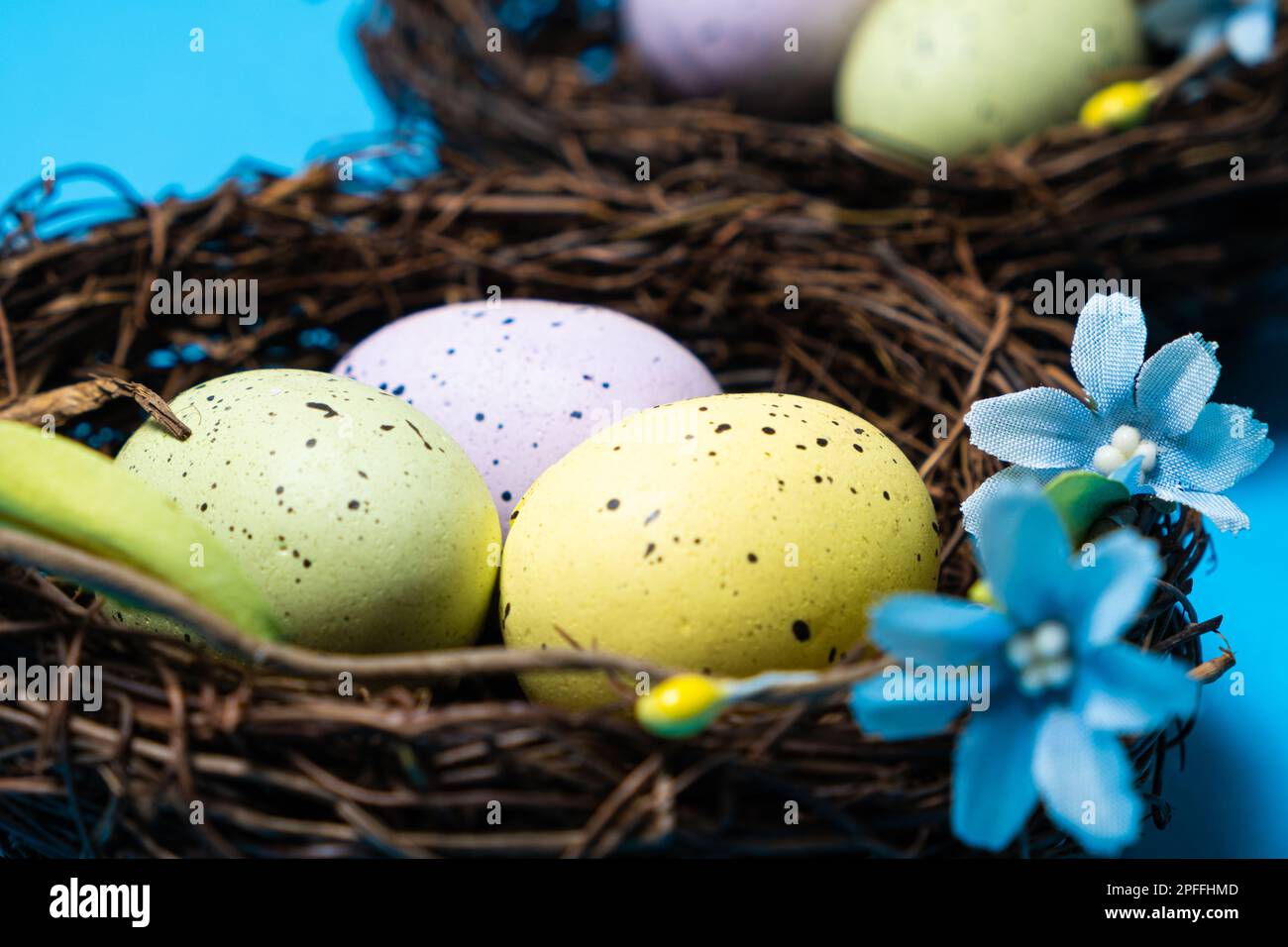 Three quail Easter eggs in the nest on a blue background, Easter Concept. Stock Photo