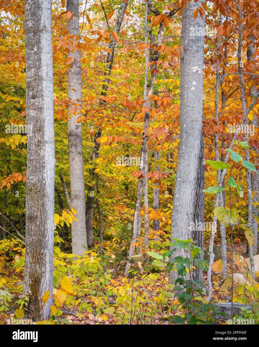 Autumn leaf colors at Canyon Sainte-Anne Gorge. Quebec. Canada ...