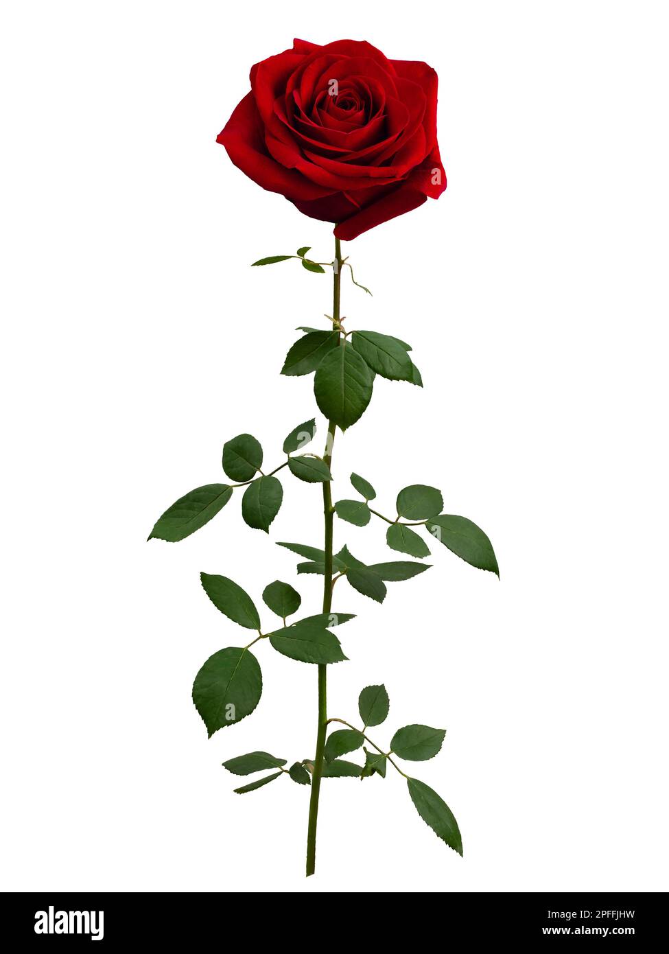 Bright red rose with green leaves isolated on white background Stock ...