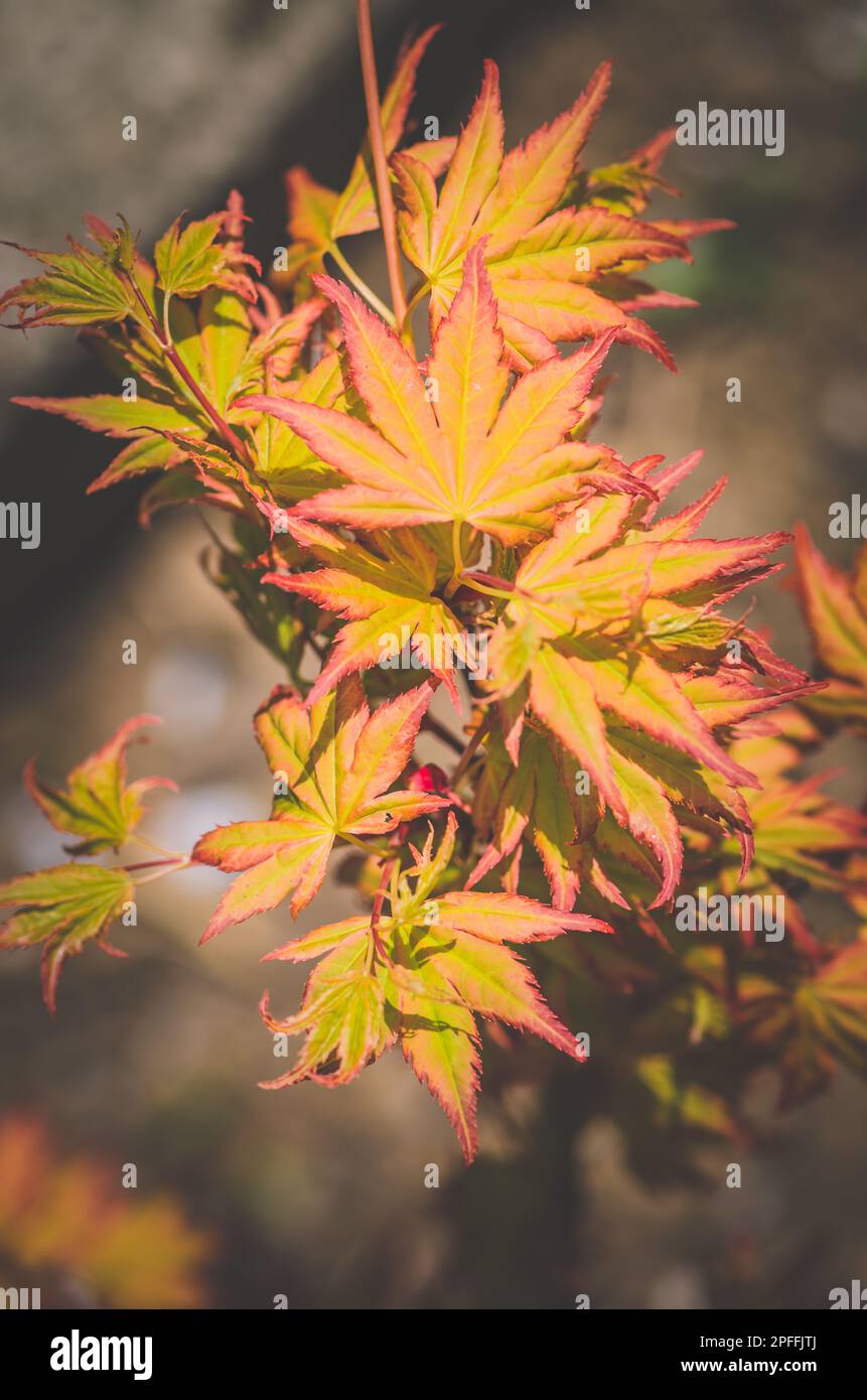 bright illuminated orange maple leaves background Stock Photo - Alamy