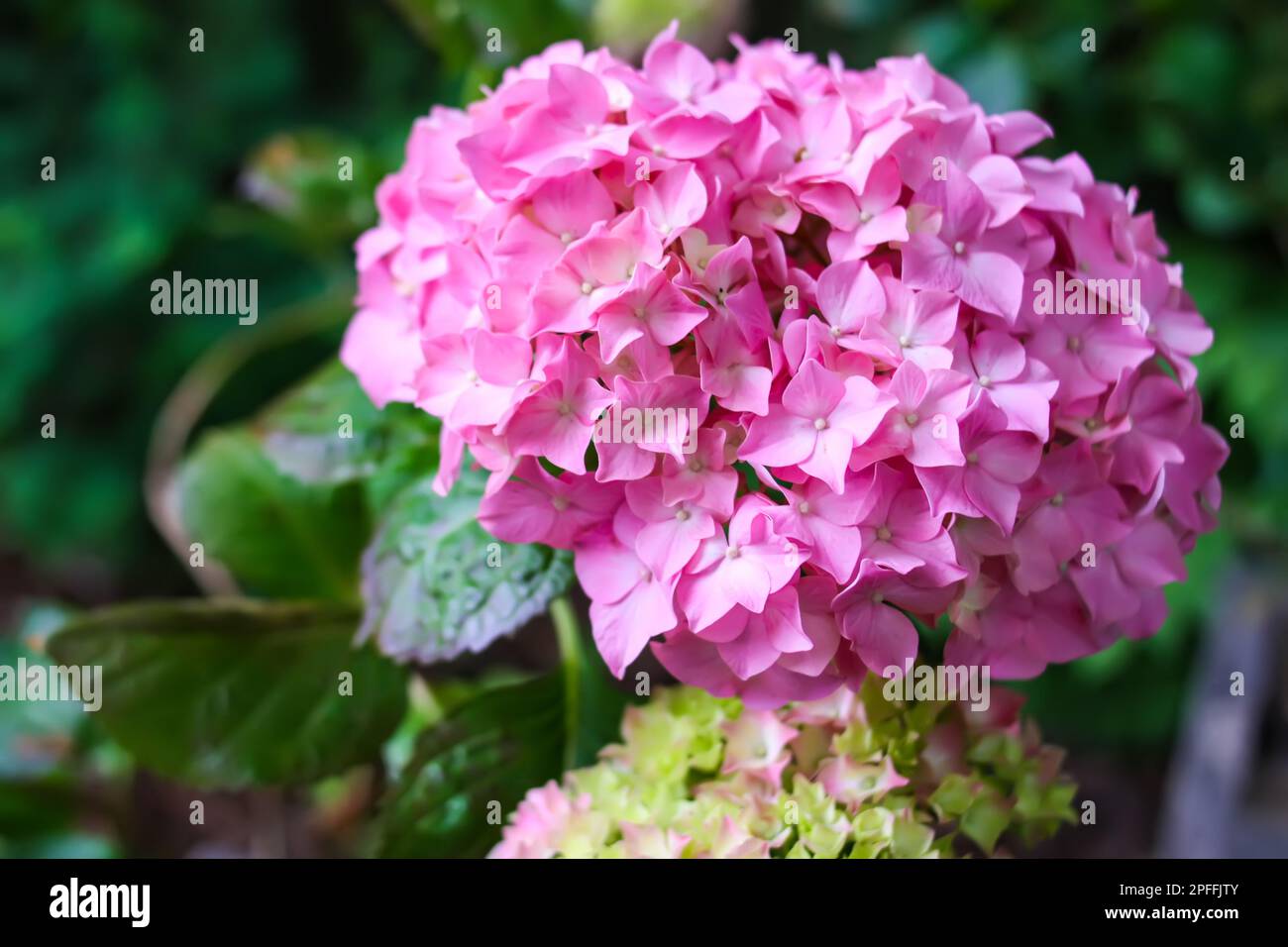 Pink hortensia floral background. Hydrangea plant Stock Photo - Alamy