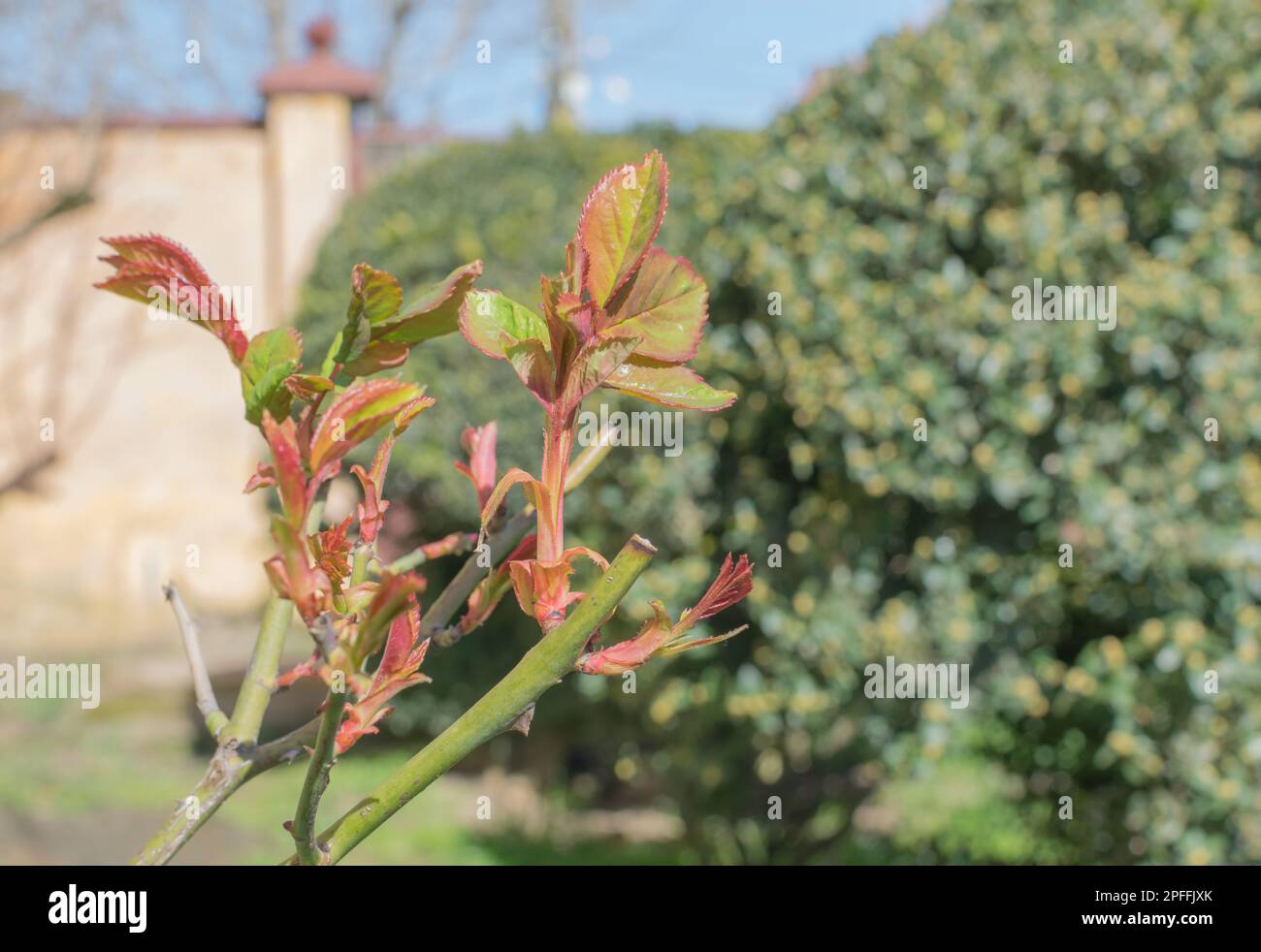 rose with growing leaves Stock Photo