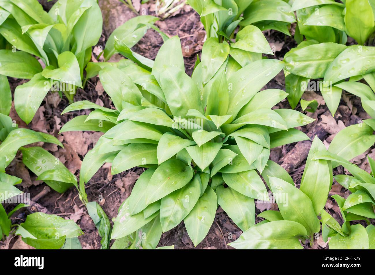 green wild garlic leaves background Stock Photo Alamy