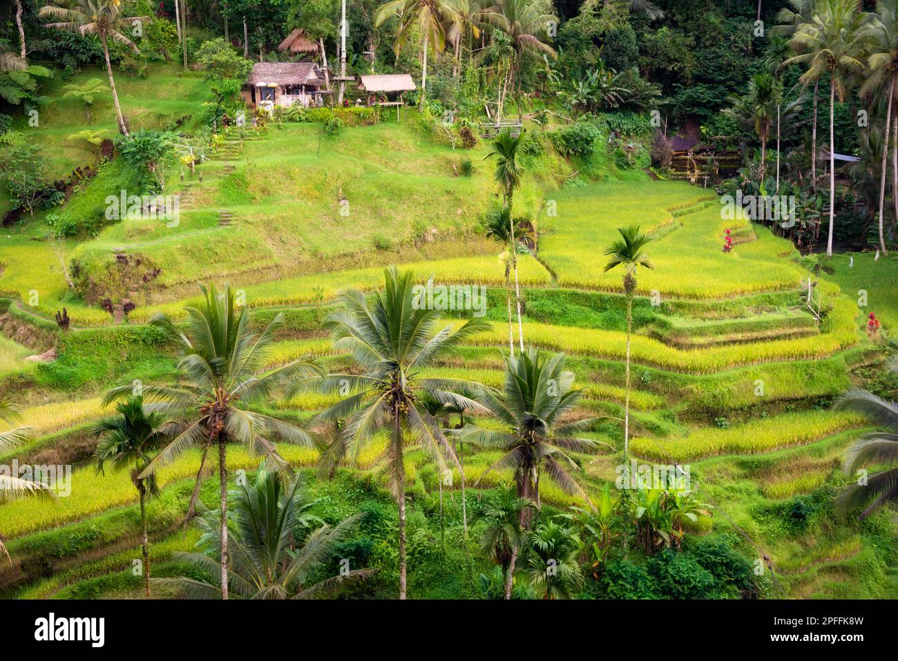Lush rice fields on Bali island, Indonesia Stock Photo - Alamy