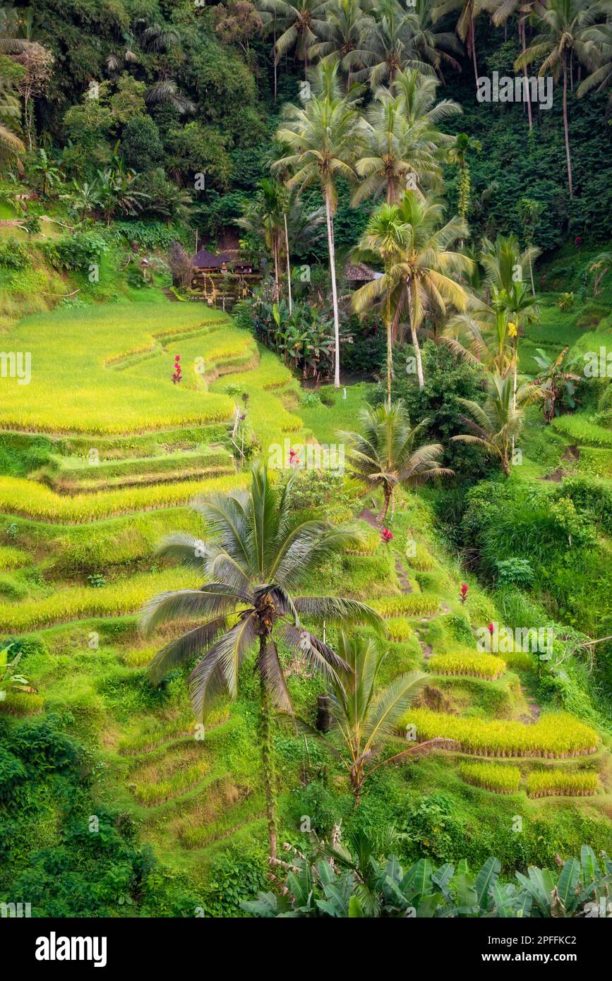 Lush rice fields on Bali island, Indonesia Stock Photo - Alamy