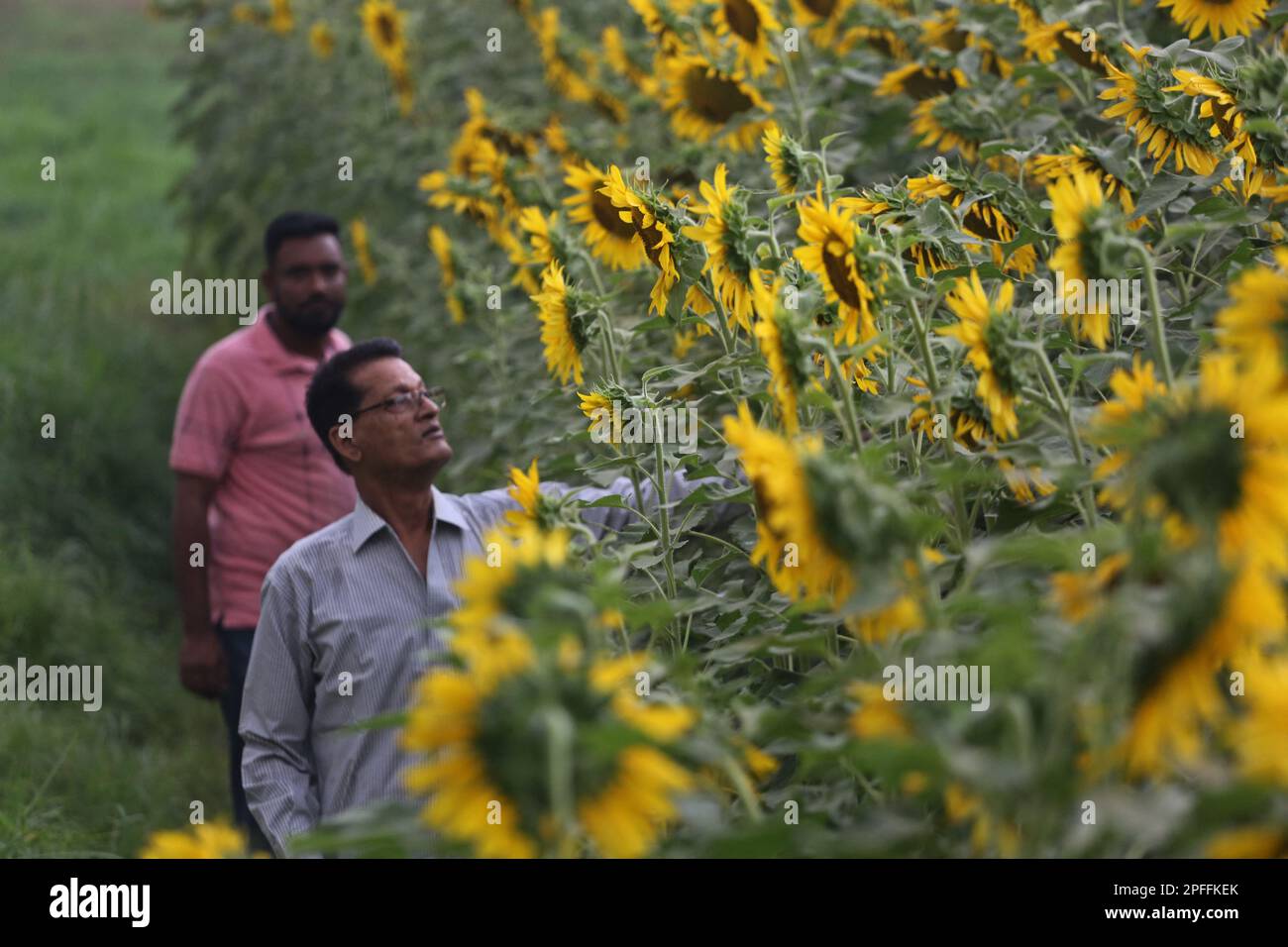 Dhaka, Bangladesh. 14th Mar, 2023. Sunflowers growing in a filed during