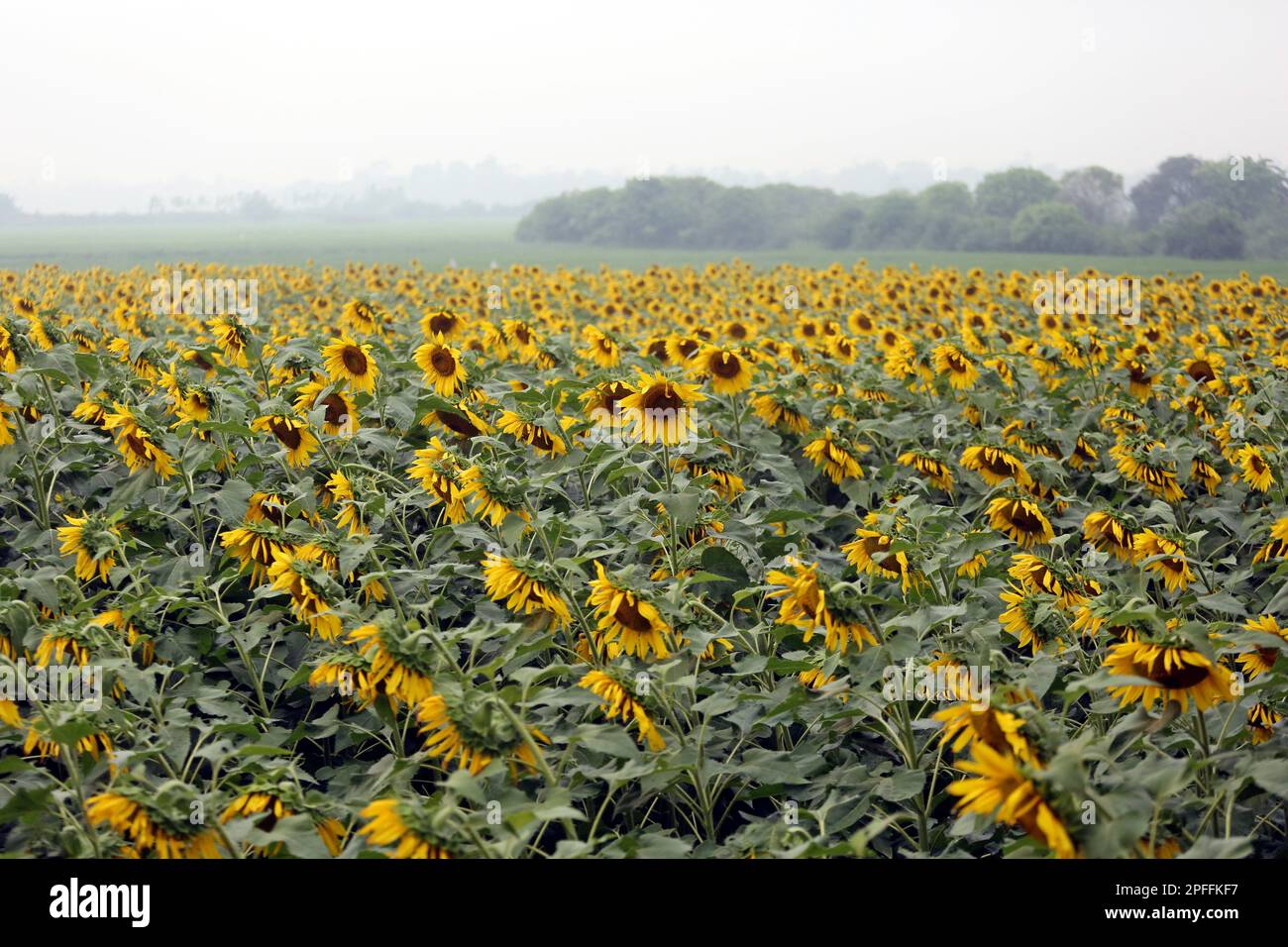 Dhaka, Bangladesh. 14th Mar, 2023. Sunflowers growing in a filed during
