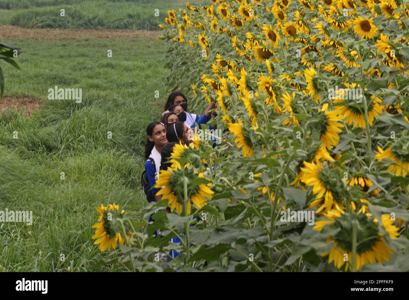 Dhaka, Bangladesh. 14th Mar, 2023. Sunflowers growing in a filed during