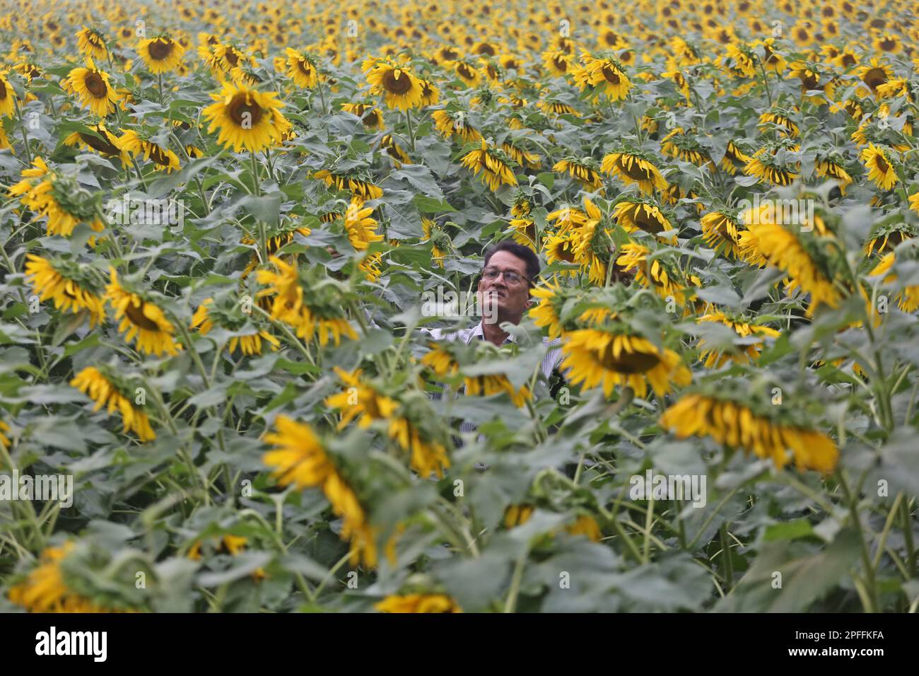 Dhaka, Bangladesh. 14th Mar, 2023. Sunflowers growing in a filed during