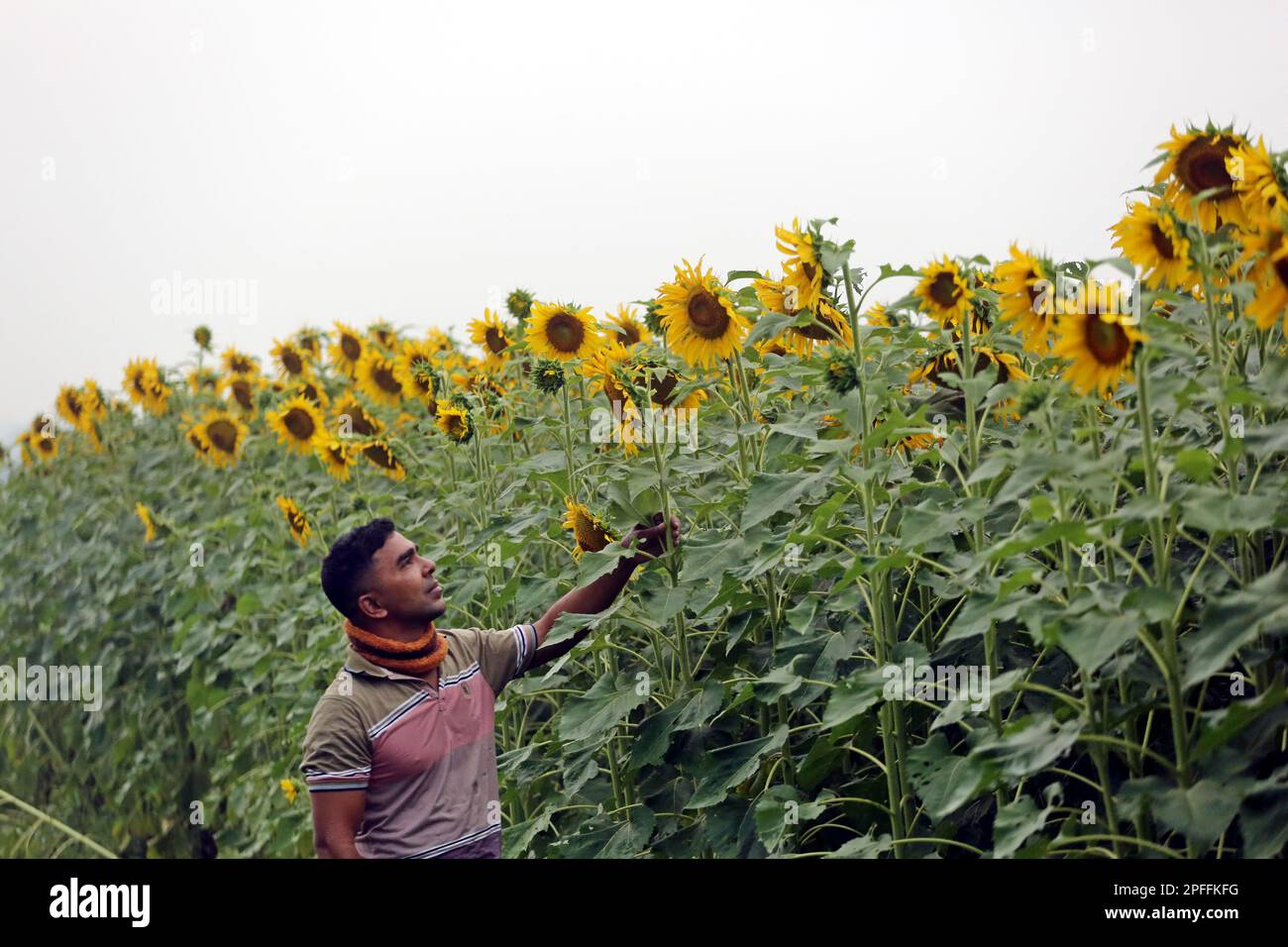 Dhaka, Bangladesh. 14th Mar, 2023. Sunflowers growing in a filed during
