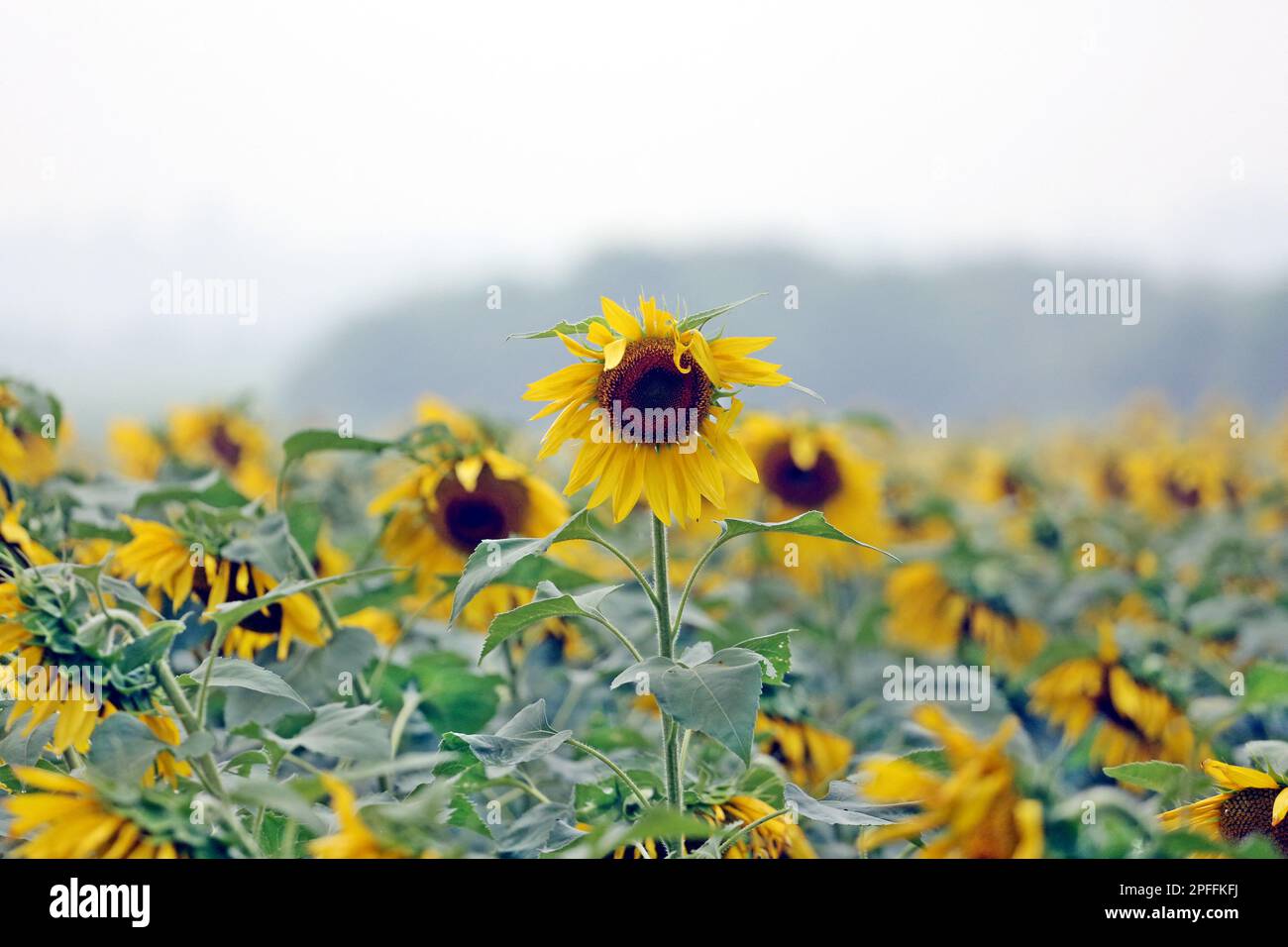 Dhaka, Bangladesh. 14th Mar, 2023. Sunflowers growing in a filed during