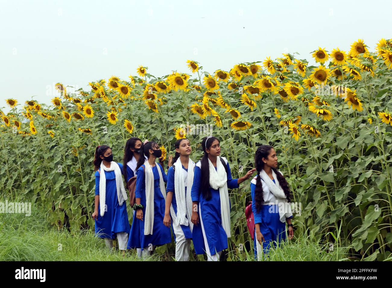 Dhaka, Bangladesh. 14th Mar, 2023. Sunflowers growing in a filed during