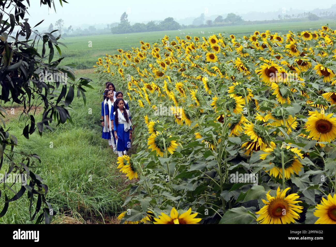 Dhaka, Bangladesh. 14th Mar, 2023. Sunflowers growing in a filed during