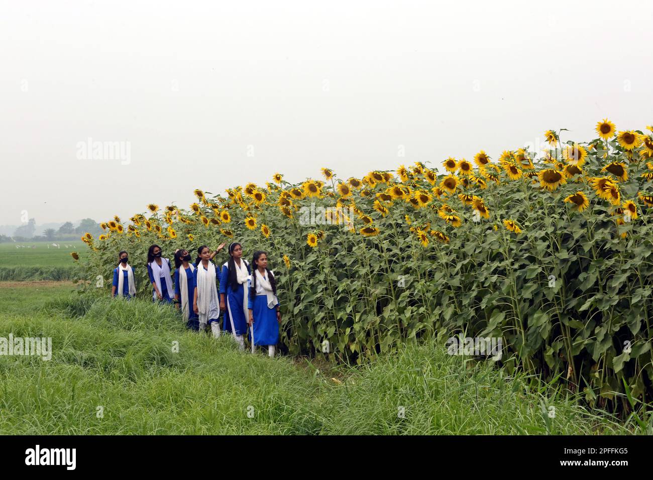 Dhaka, Bangladesh. 14th Mar, 2023. Sunflowers growing in a filed during