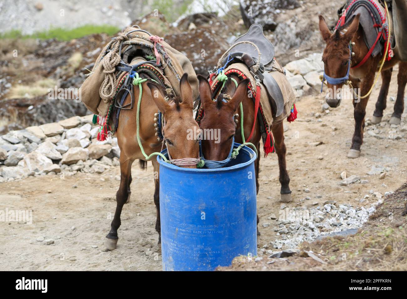Mules drinking water from water drum in Kedarnath. Pony, mule or horse is a  very useful animal in Himalayan state like Uttarakhand, Pilgrims can take  Stock Photo - Alamy