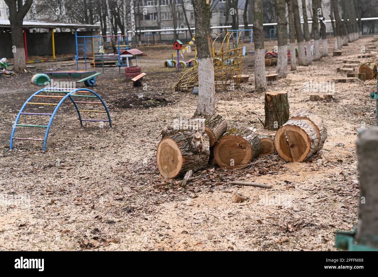 Playground Tree Fall felled tree trunks on the playground. a row of stumps Stock Photo - Alamy