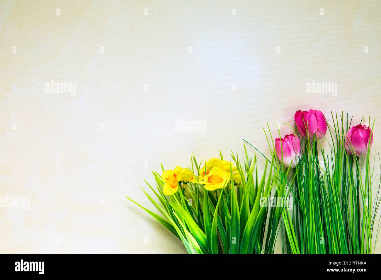 Spring nature background with lovely blossom pink tulips and yellow ...