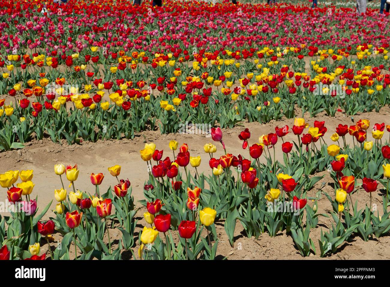 April 10, 2022 – Europe, Italy, Lombardy, Milan, tulip cultivation fields. Stock Photo