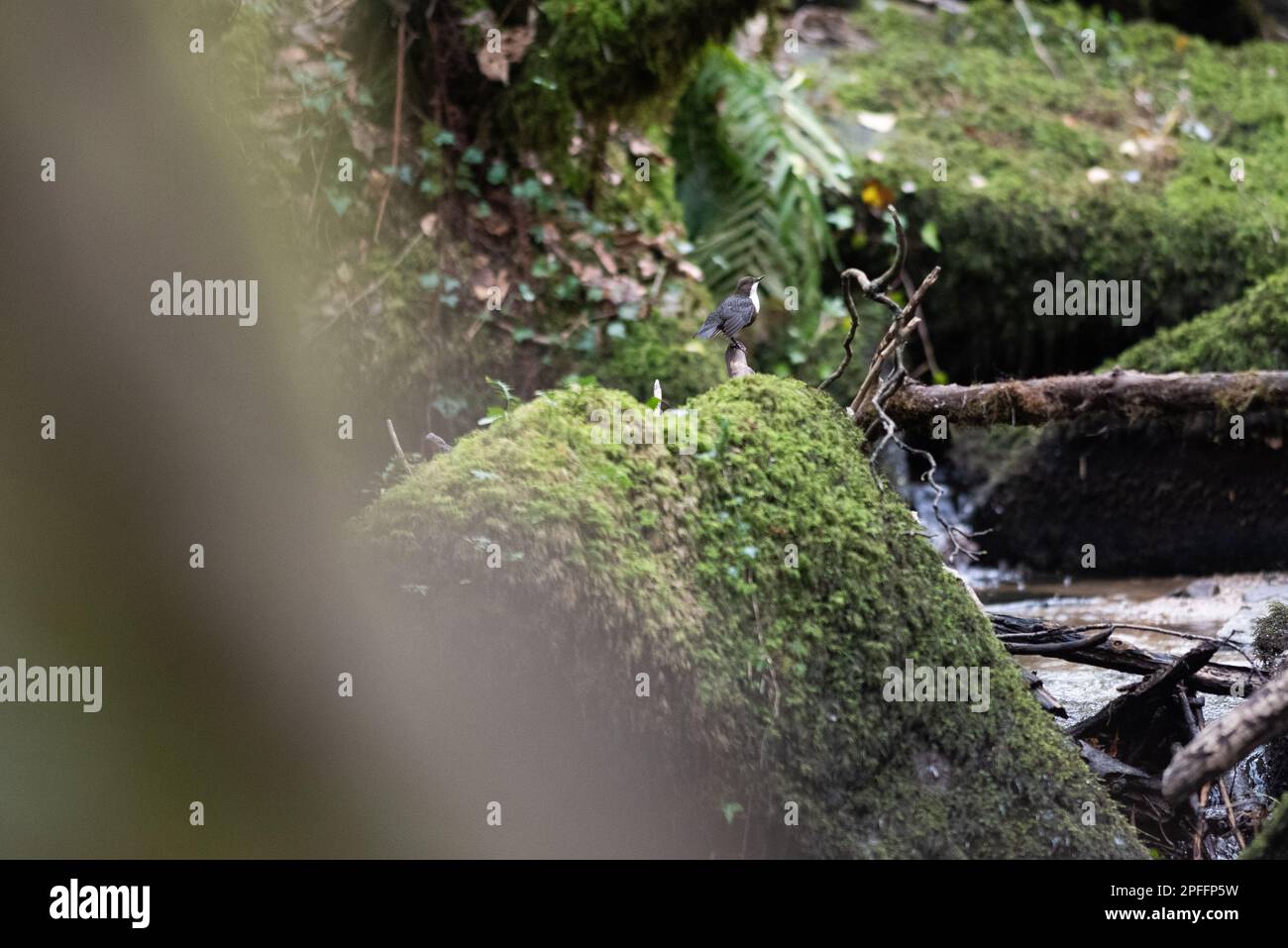 Kennal Vale, Cornwall, 11th February, 2023, A white-throated dipper/Cinclus by a stream at Kennal Vale, Credit: Luke Williams/Alamy stock Images. Stock Photo