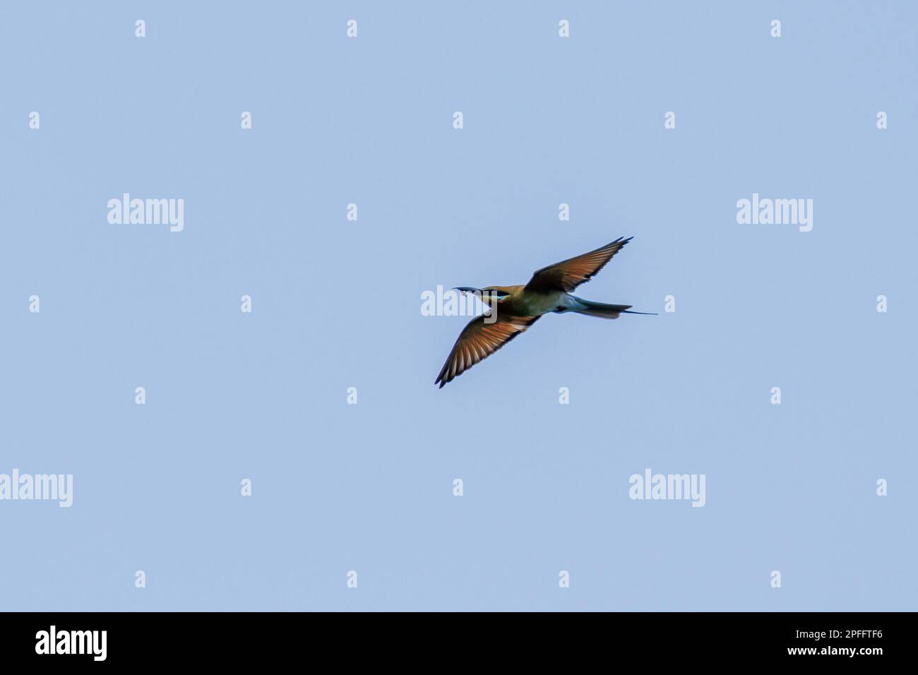 Blue-tailed Bee-eater (Merops philippinus) flying, Singapore Stock Photo