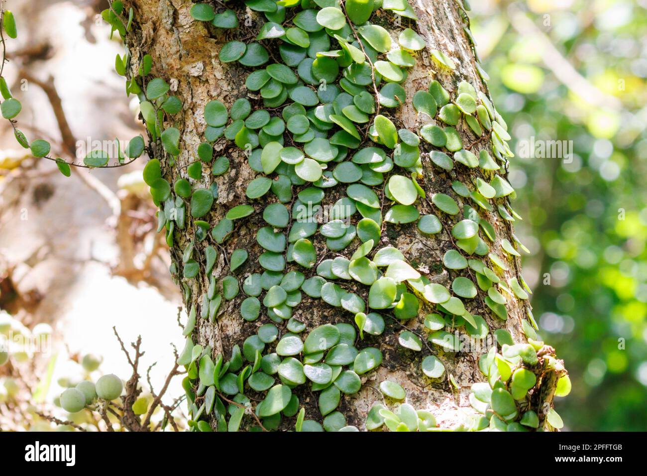 DragonScale Fern (Pyrrosia piloselloides) Singapore Stock Photo Alamy