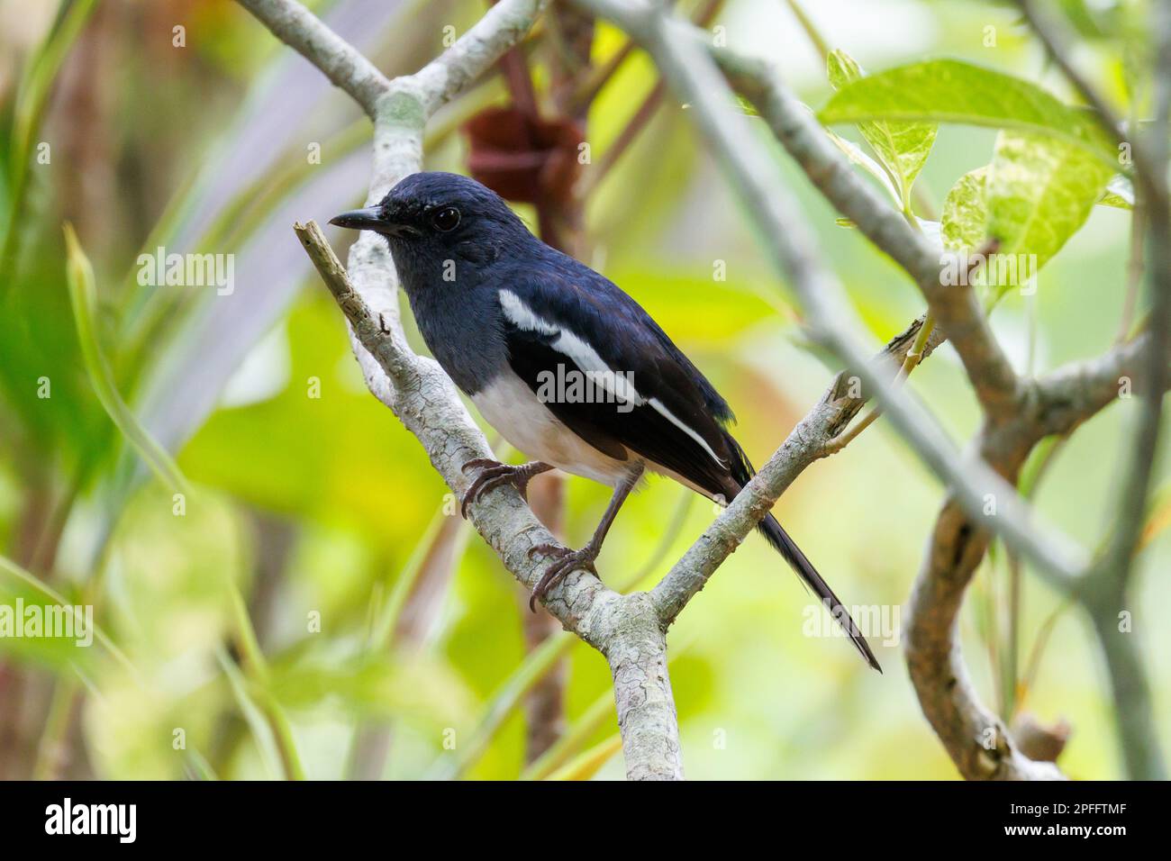 Oriental Magpie-robin (Copsychus saularis) Singapore Stock Photo