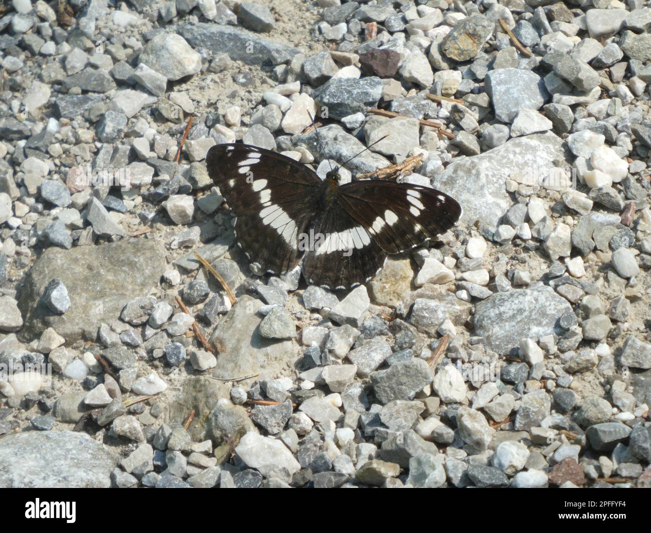 Marbled white sitting between little stones Stock Photo