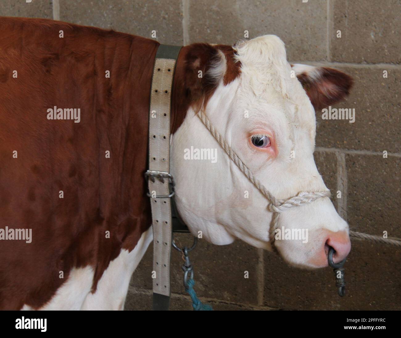 The Head of a Pedigree Champion Hereford Bull Animal Stock Photo - Alamy